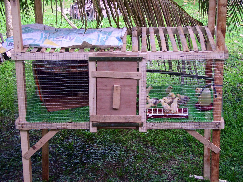 Not having learned our lessons, we built another chicken coop for a clutch of chicks we took away from their mother. We decided to do this because of the high mortality rate.