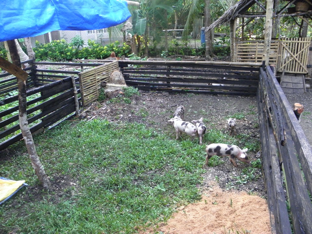 Here are new piglets - about 1 month and 14 days old - enjoying the spacious pig pen. We got these from a guy in the village who has a sow (on a third-share investment scheme).