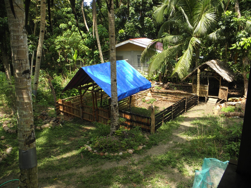 We built a new pig pen, this is two sections, each one big enough for pigs to run about it. This way, we wouldn't have to tie up the pigs so they can have the freedom to run and snout and root on the ground.