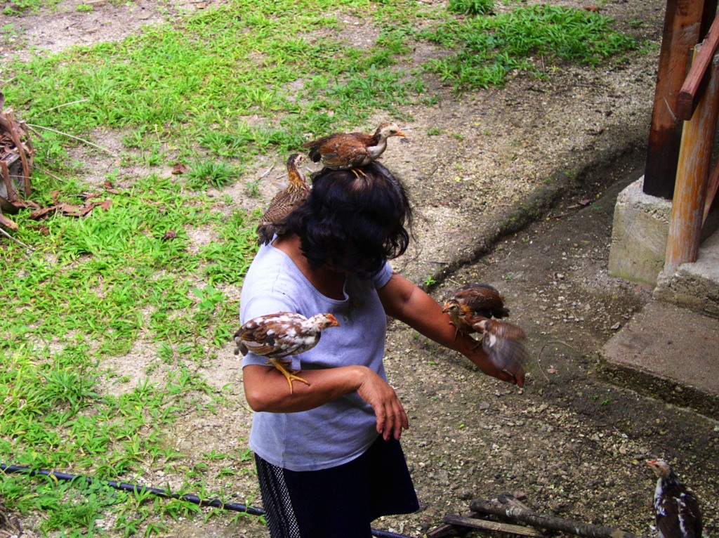 Because the chicks were raised by humans, they became very attached to us. Here’s Penny with the chicks.