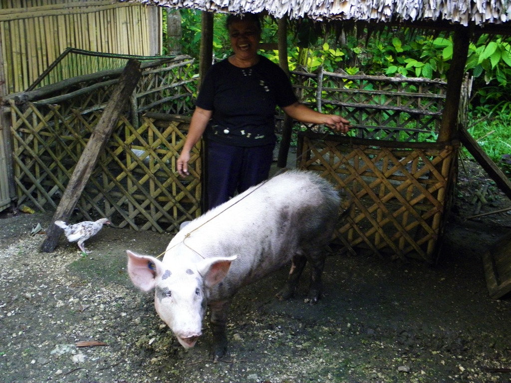 After six months, the piglet has grown to about 95 kilos and was butchered for town fiesta.