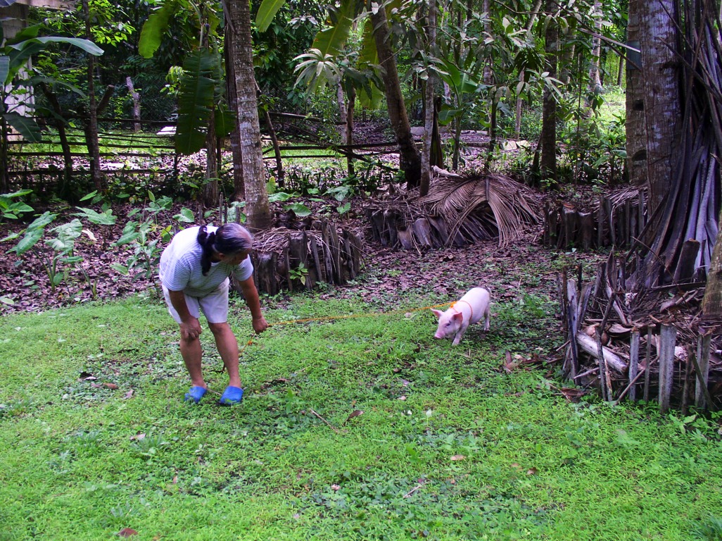 In June 2013, we got another piglet from the market. 