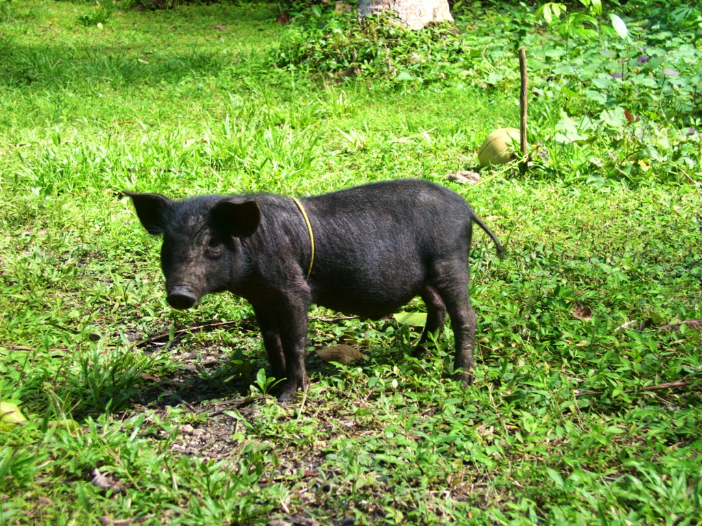 In 2011 we got a black native pig.