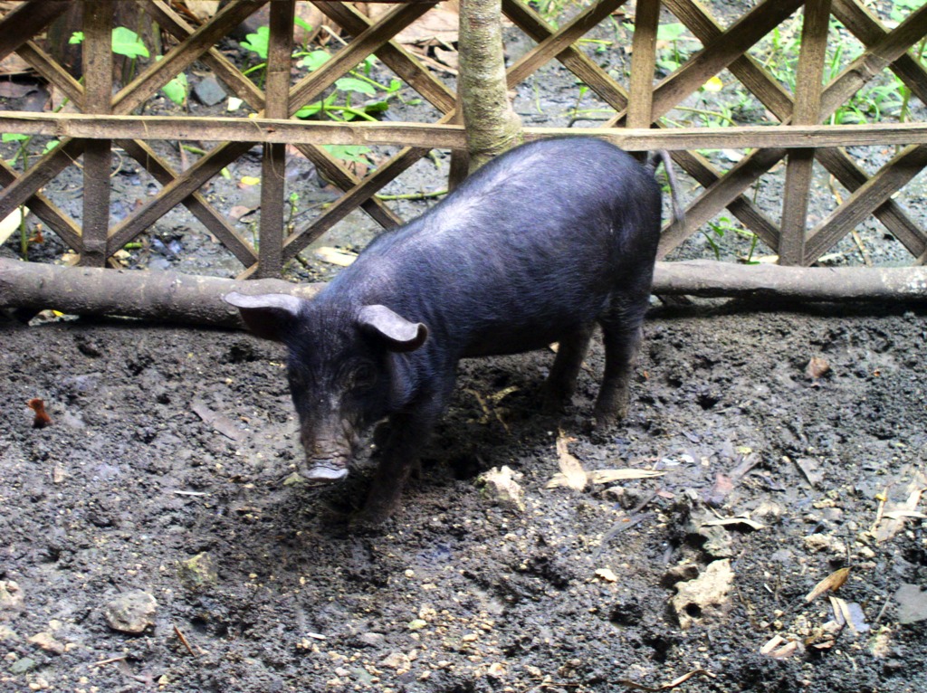 The native pig in the newly repaired pig pen.