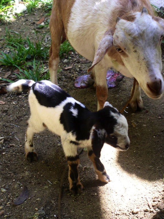 Mommy Buttercup with her new kid Polly. Polly was born on April 24, 2012.