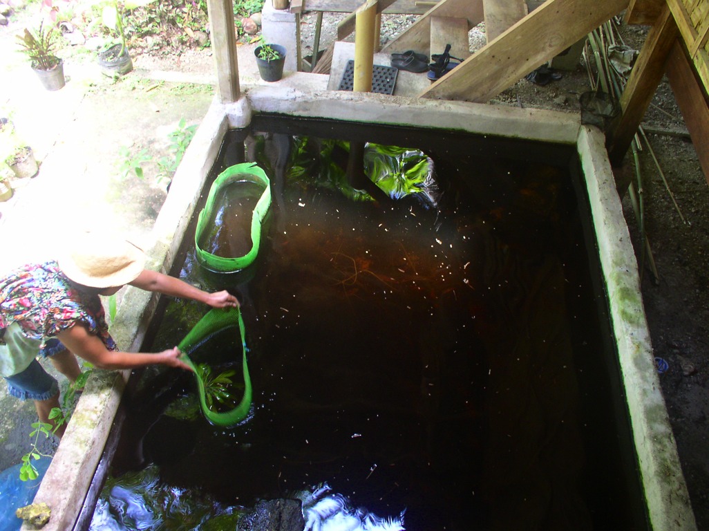 The tilapia are a voracious fish and will eat almost anything organic. To keep them from eating up all the water plants, these nettings are used.