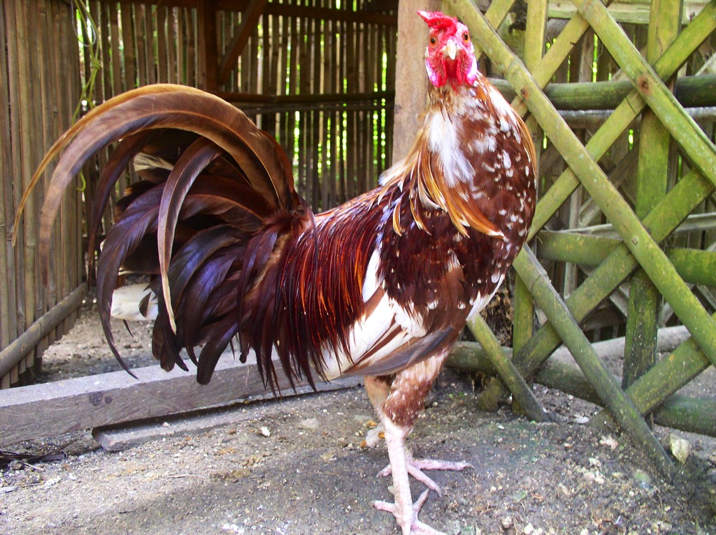 We tie up the roosters when they reach maturity. This is to keep them from being stolen and stop them from killing each other. We bought this rooster as a chick from Lort who breeds fighting cocks. Then later, we gave this rooster away to Penny’s in-laws living in Surigao del Sur. This rooster became the Manok Pacquiao of the place, winning cock fighting derbies.