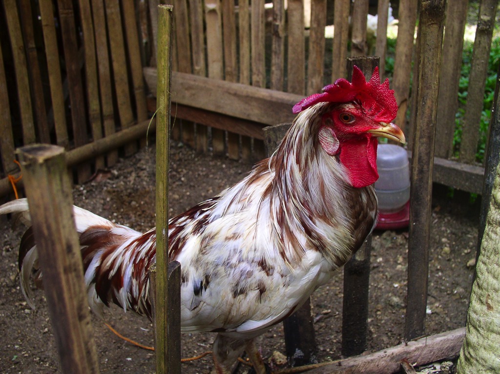 This sad looking rooster soon became very fierce and escaped a couple of times and killed and wounded a number of roosters.