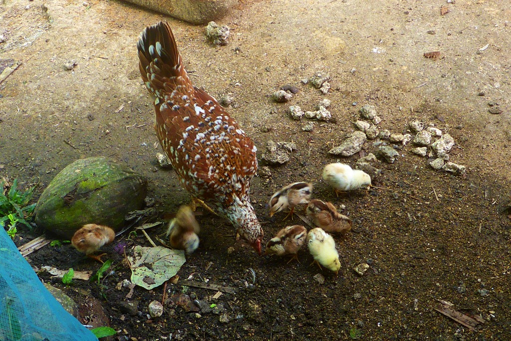 At the moment our chicks seem to be doing quite well, perhaps the Newcastle Disease has already passed or our chicks have developed immunity. We have asked about vaccination but decided against it for fear of spreading the infection. We suspect that the disease is spread by use of antibiotics and careless disposal of unused vaccines by fighting cock breeders in the area.