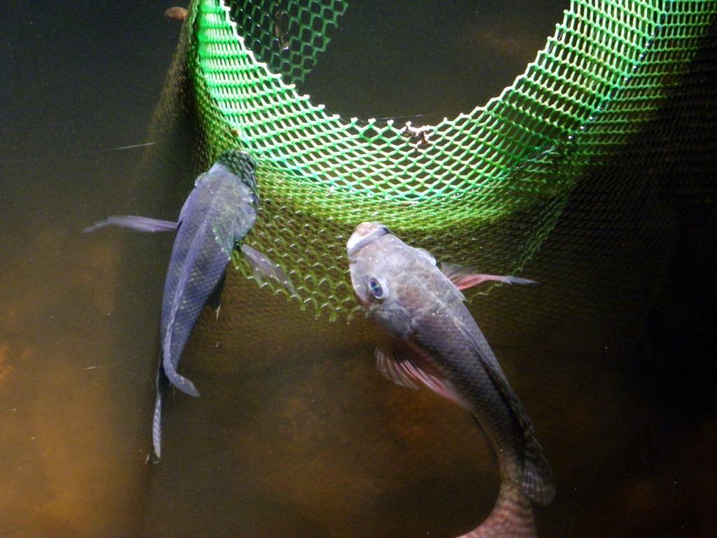 Home-grown tilapia is clean and fresh. It tastes remarkably different from those bought from large fish farms.