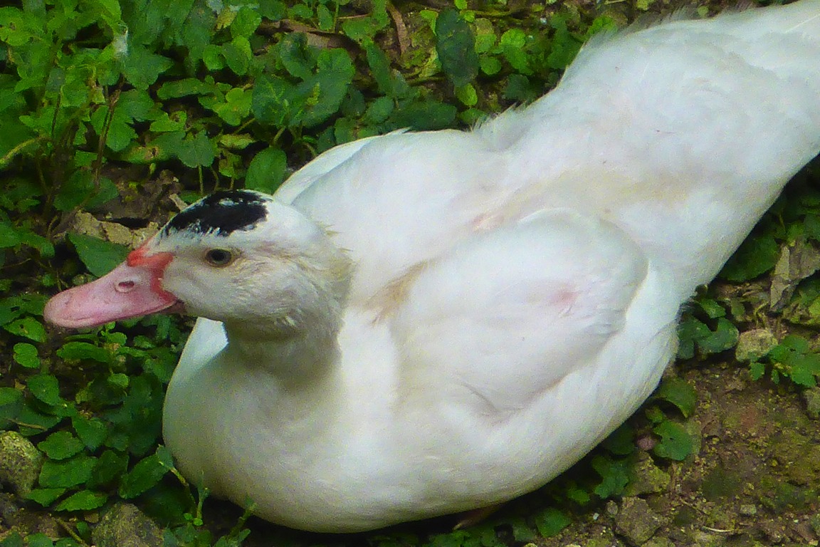 A young duck at 3 months old weighing one kilo.