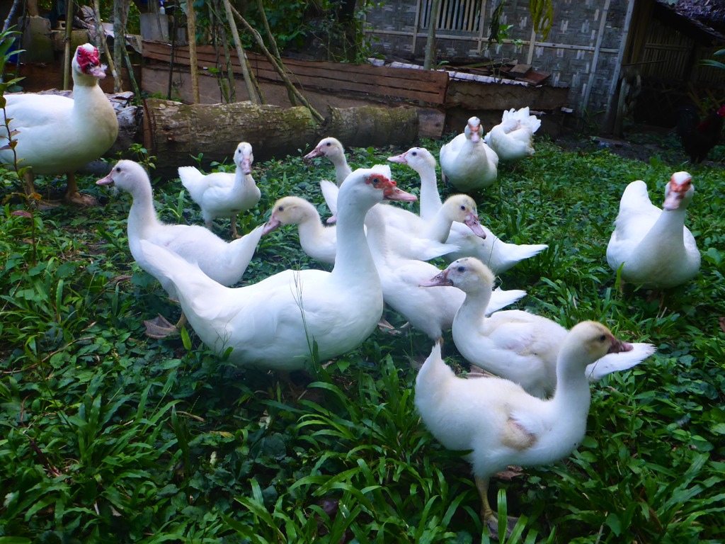 Here are young ducks at around 2-3 months old, with the hen and drake (larger duck with red knob at the base of the bill).