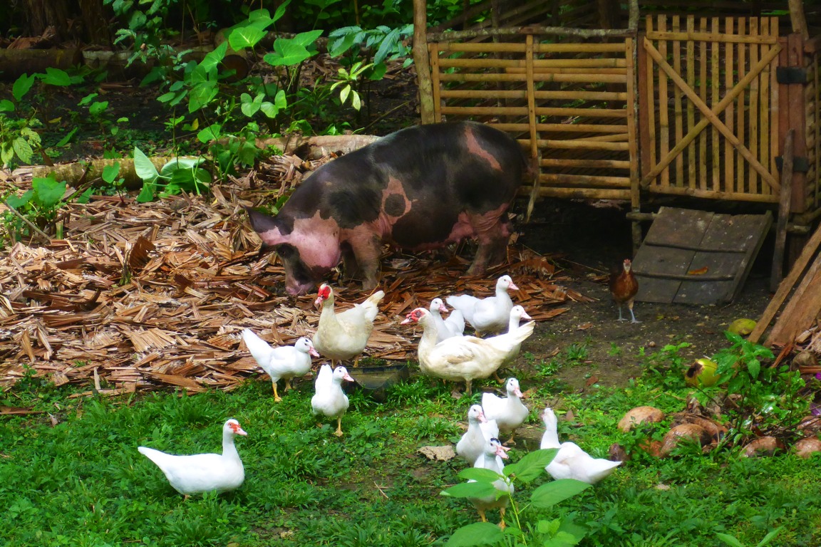 Ducks are allowed to forage in the garden.