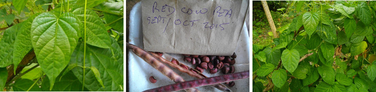 RED COW PEA