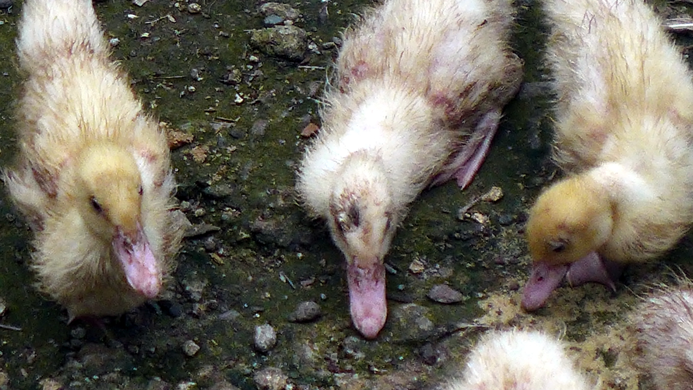 retardedducklings3